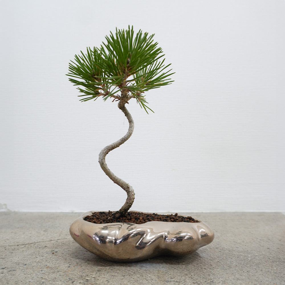 盆栽 『グミ』 インテリア 観葉植物 ガーデニング 園芸 送料無料 b151